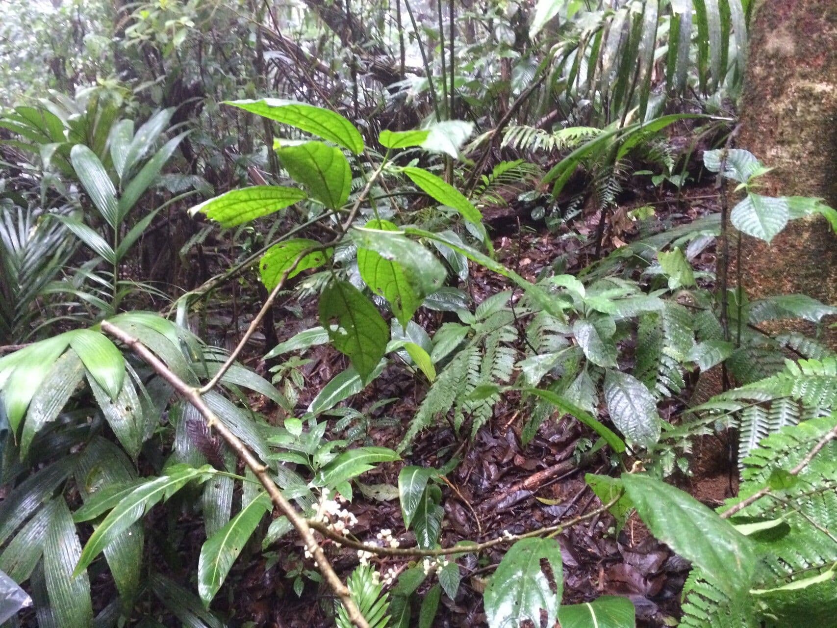 Urera lianiforme 10