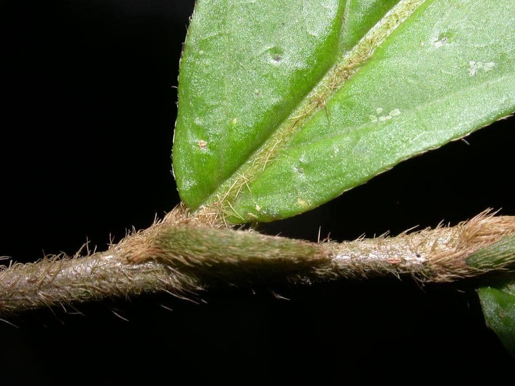 Dichapetalum 14