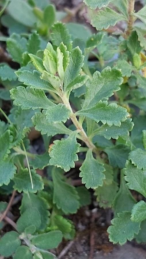 Echter Gamander 18