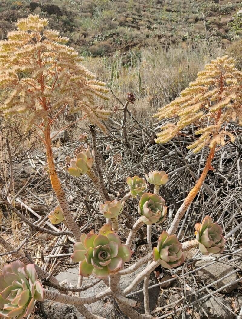 Aeonium percarneum 2