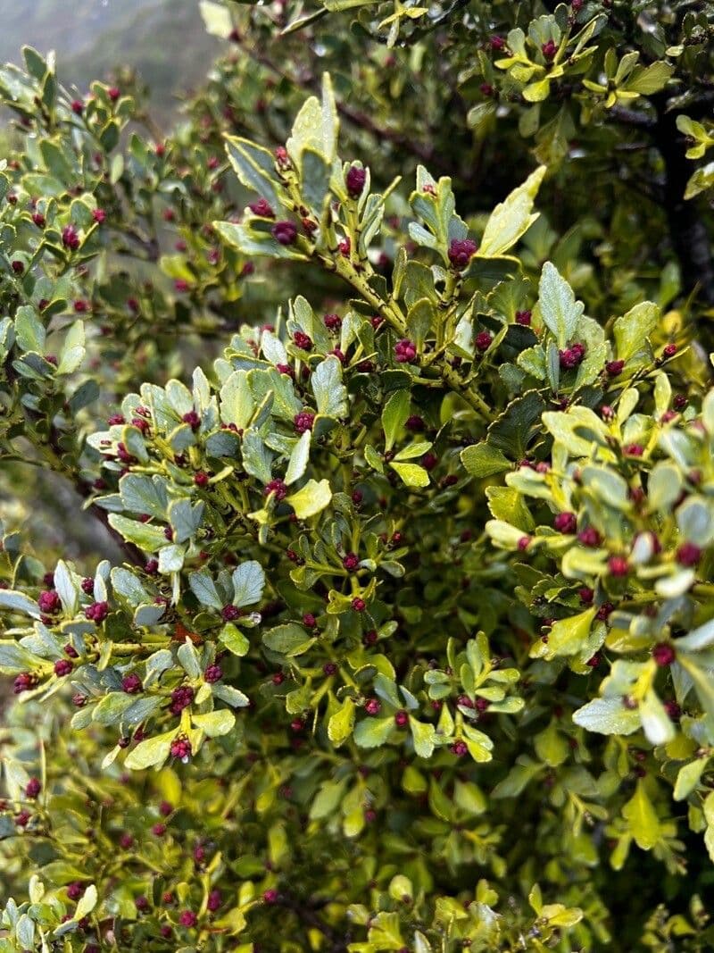 Phyllocladus 7