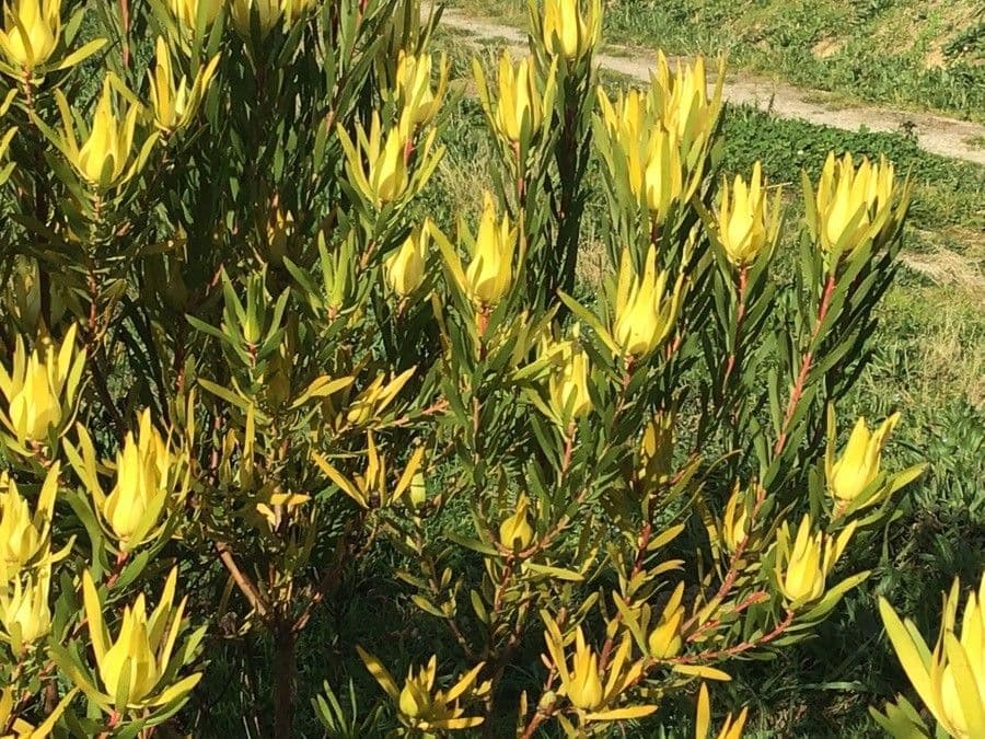 Leucadendron alloro 6
