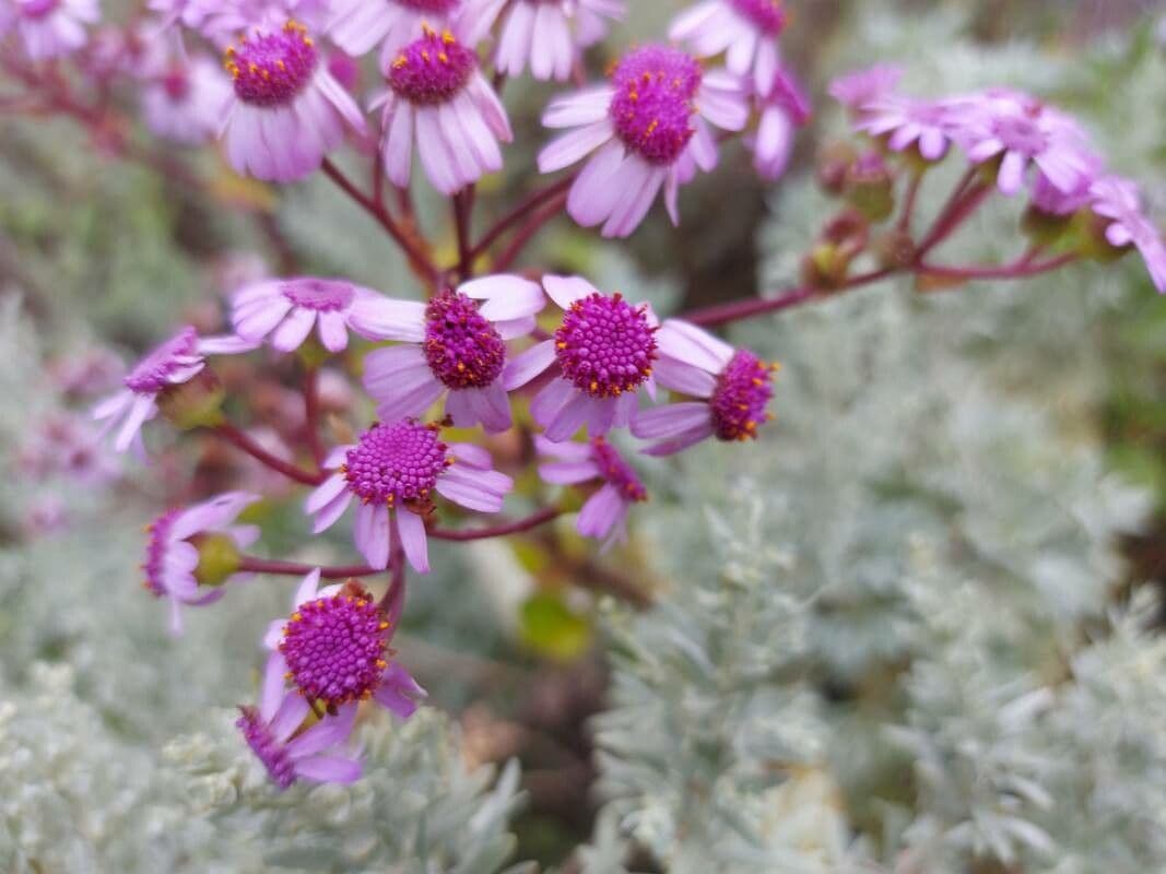 Pericallis 3