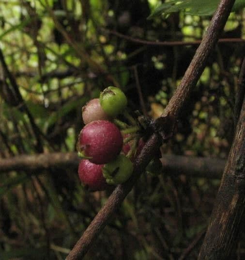 Panama-Sabicea 5