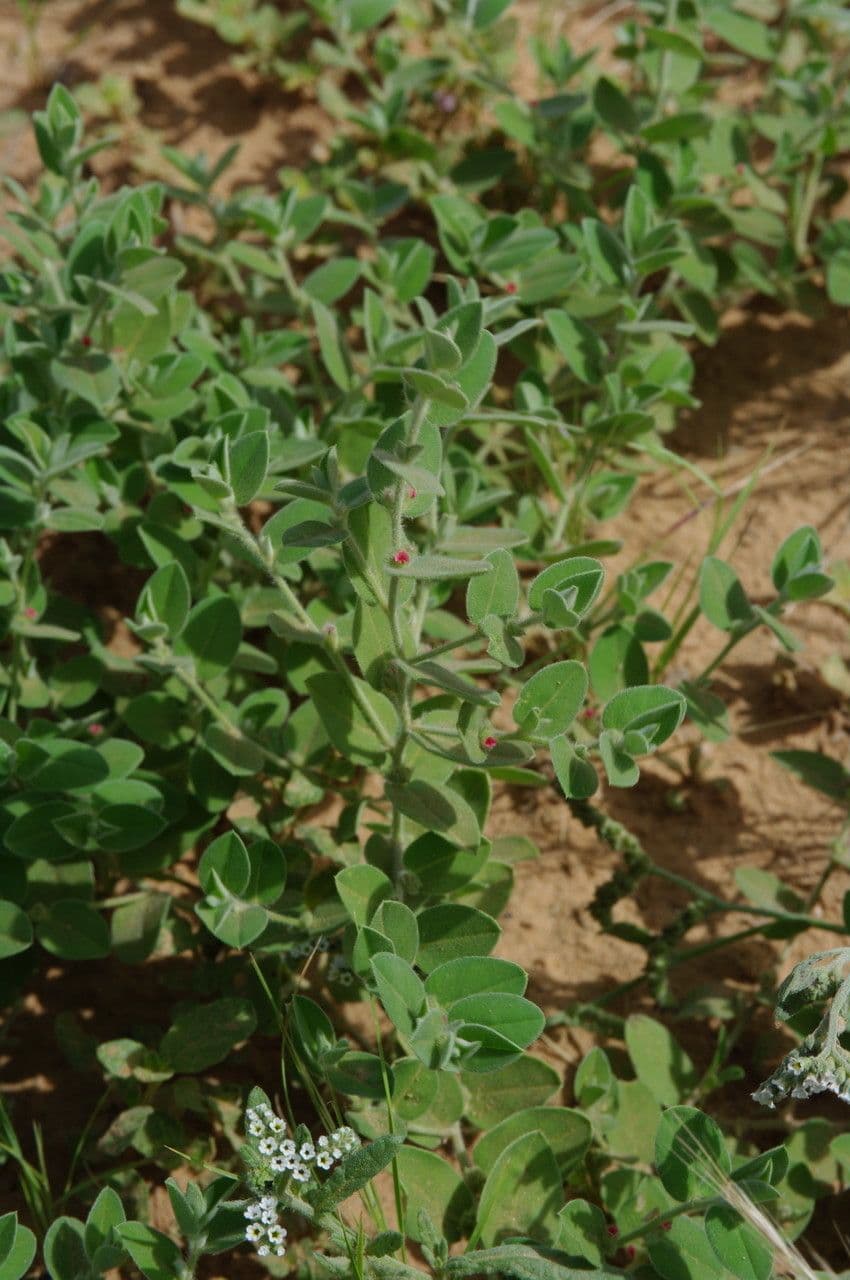 Indigofera 8