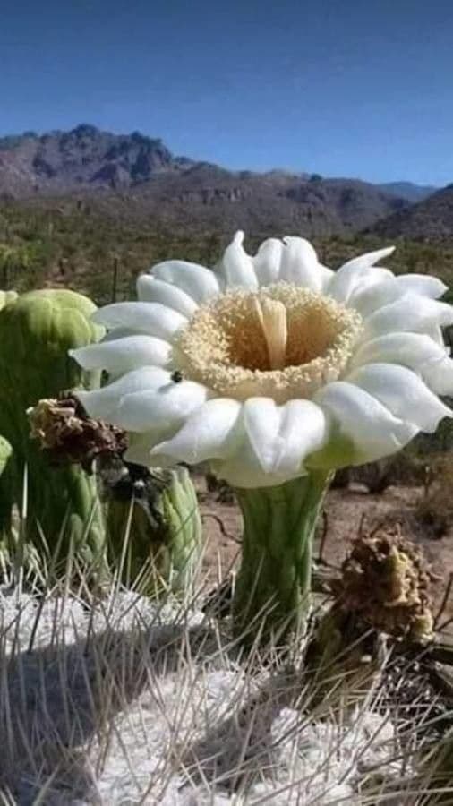 Sahuaro 9
