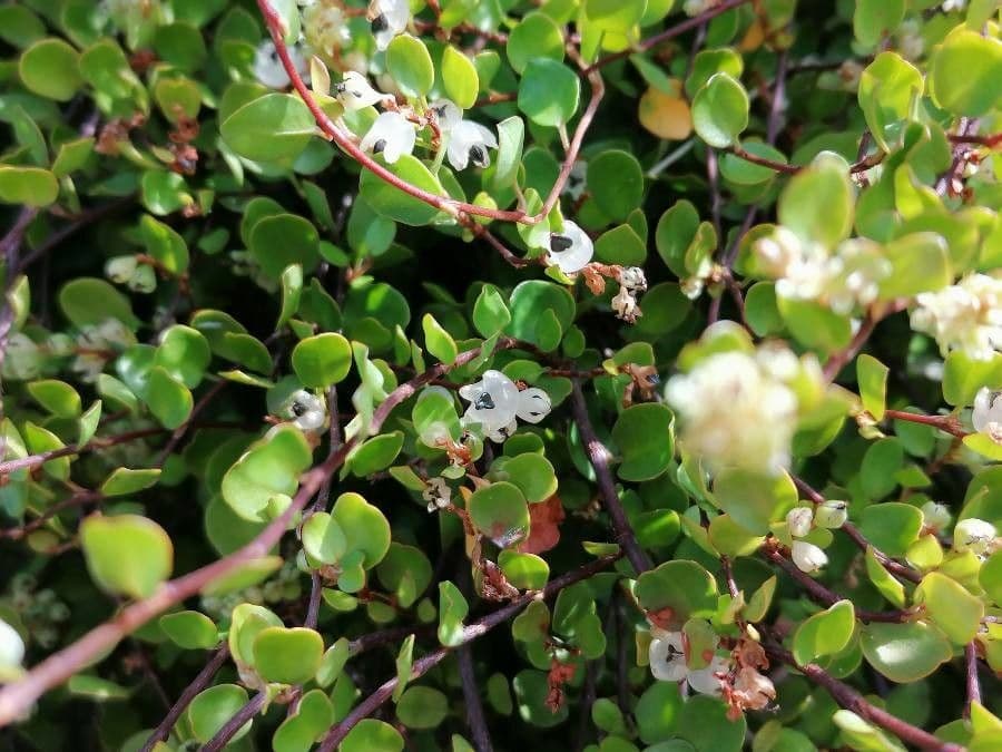 Muehlenbeckia complexa 7