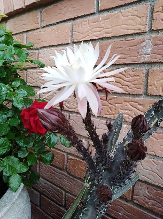 Cereus notturno del deserto 4