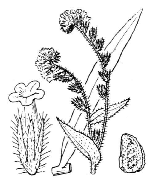 Amsinckia 5