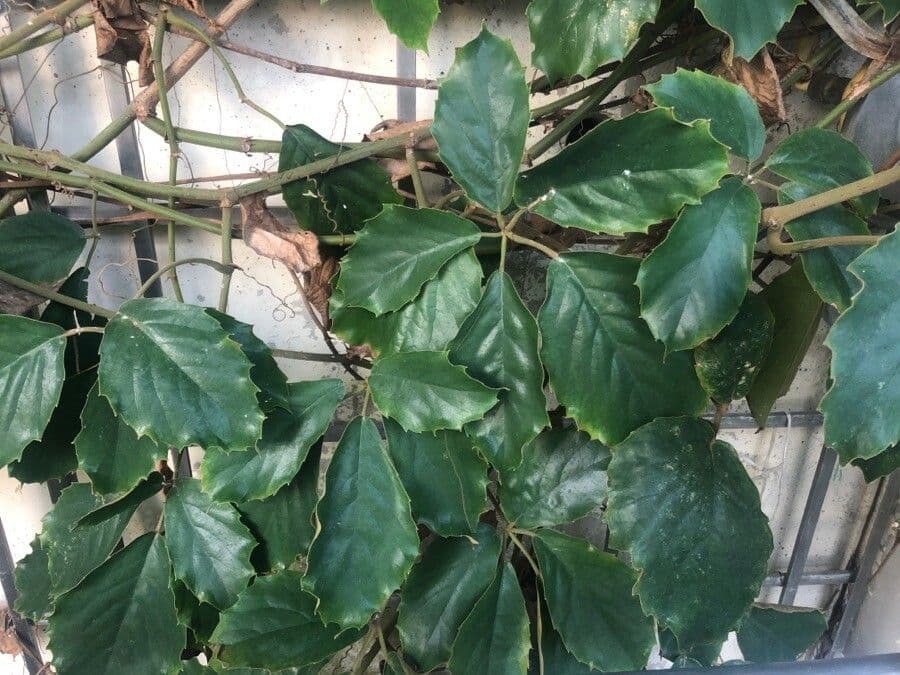 Tetrastigma 7