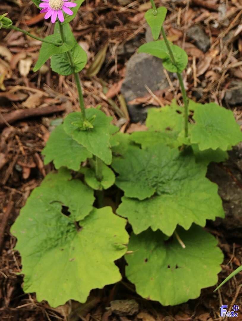 Pericallis 15