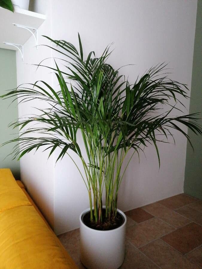 Areca dorée 20