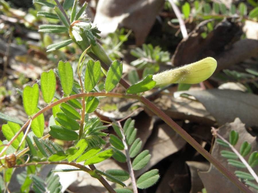 Vicia hybrida 6