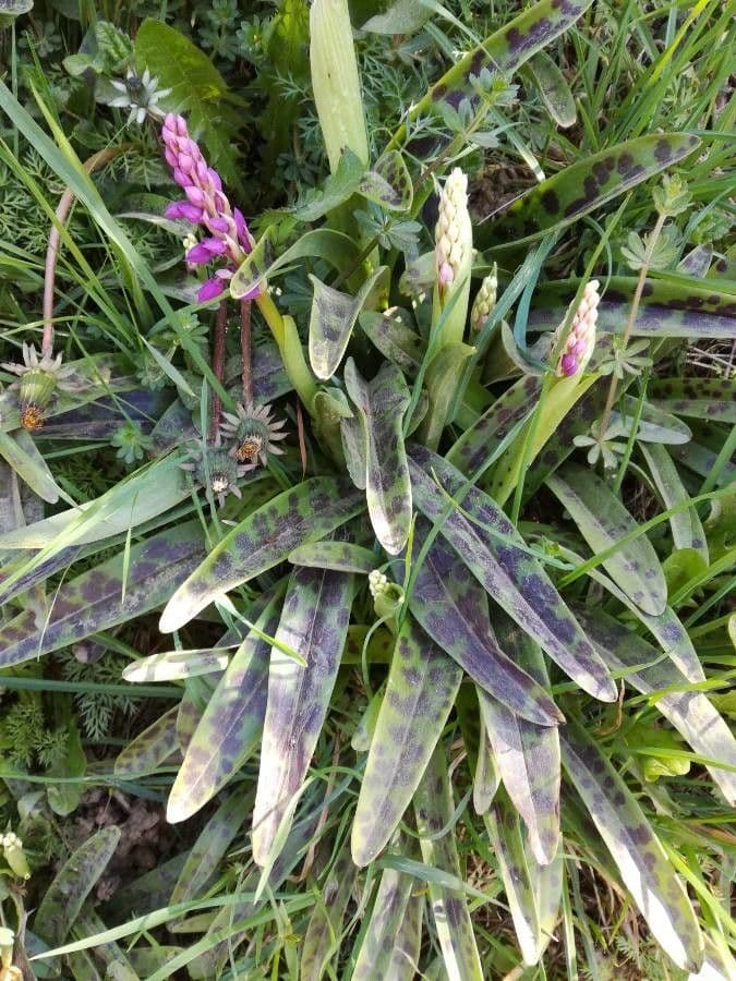 Stattliches Knabenkraut 14