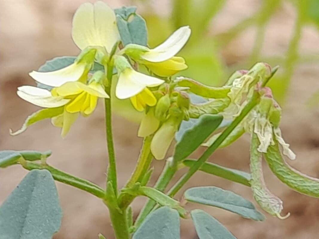 Trigonella glabra 8