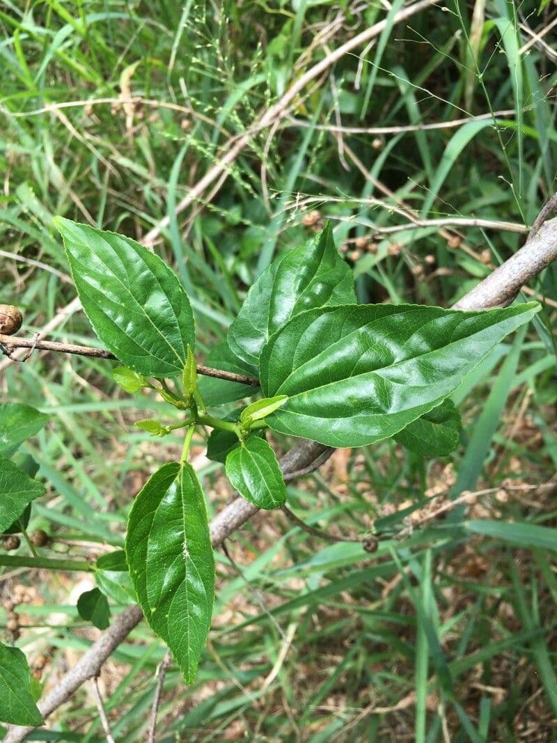 Colubrina 19