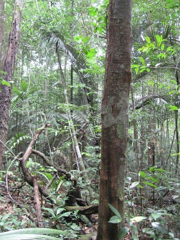 Cupania