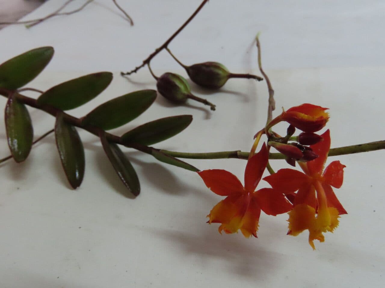 Epidendrum radicans 5