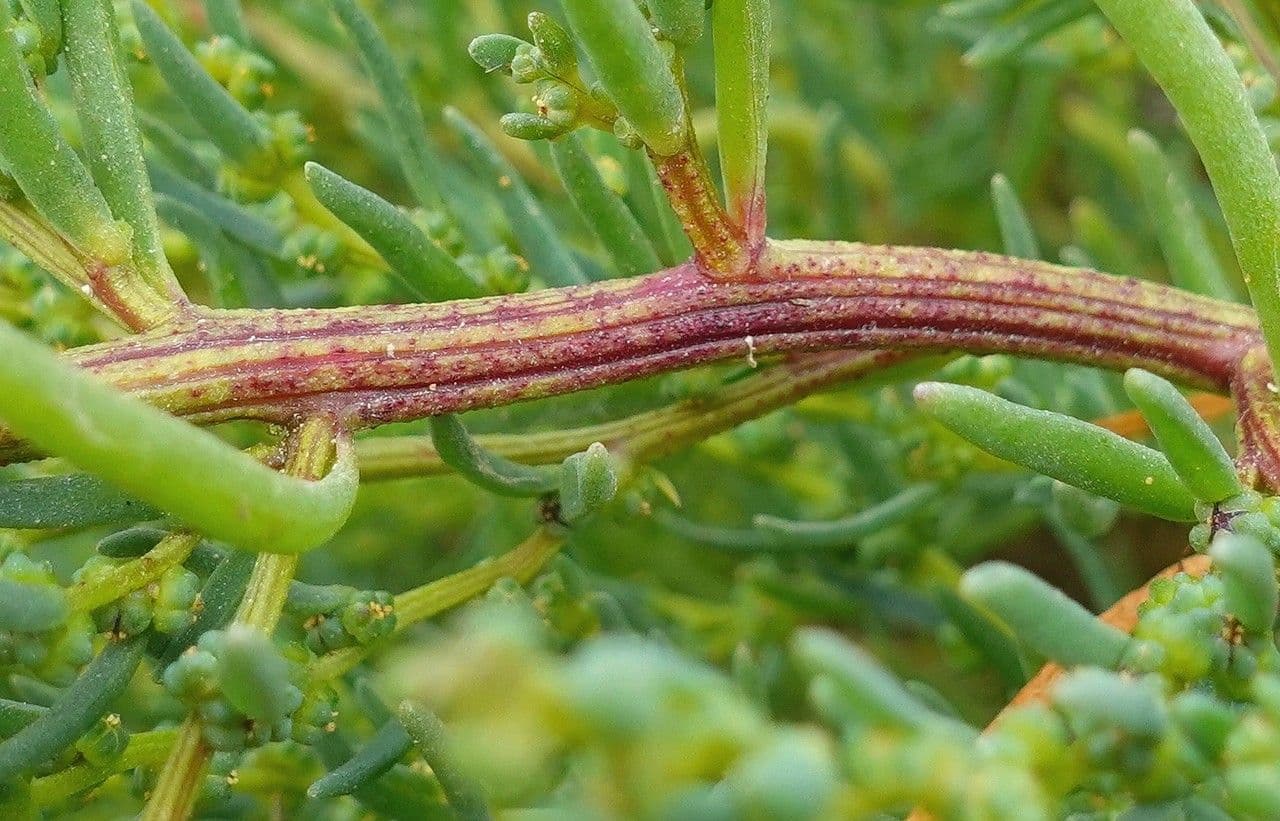 Suaeda marittima 25