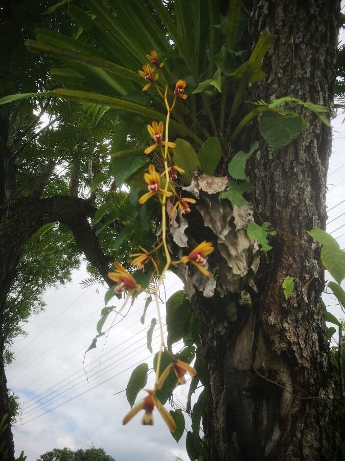 Cymbidium di Finlayson 3