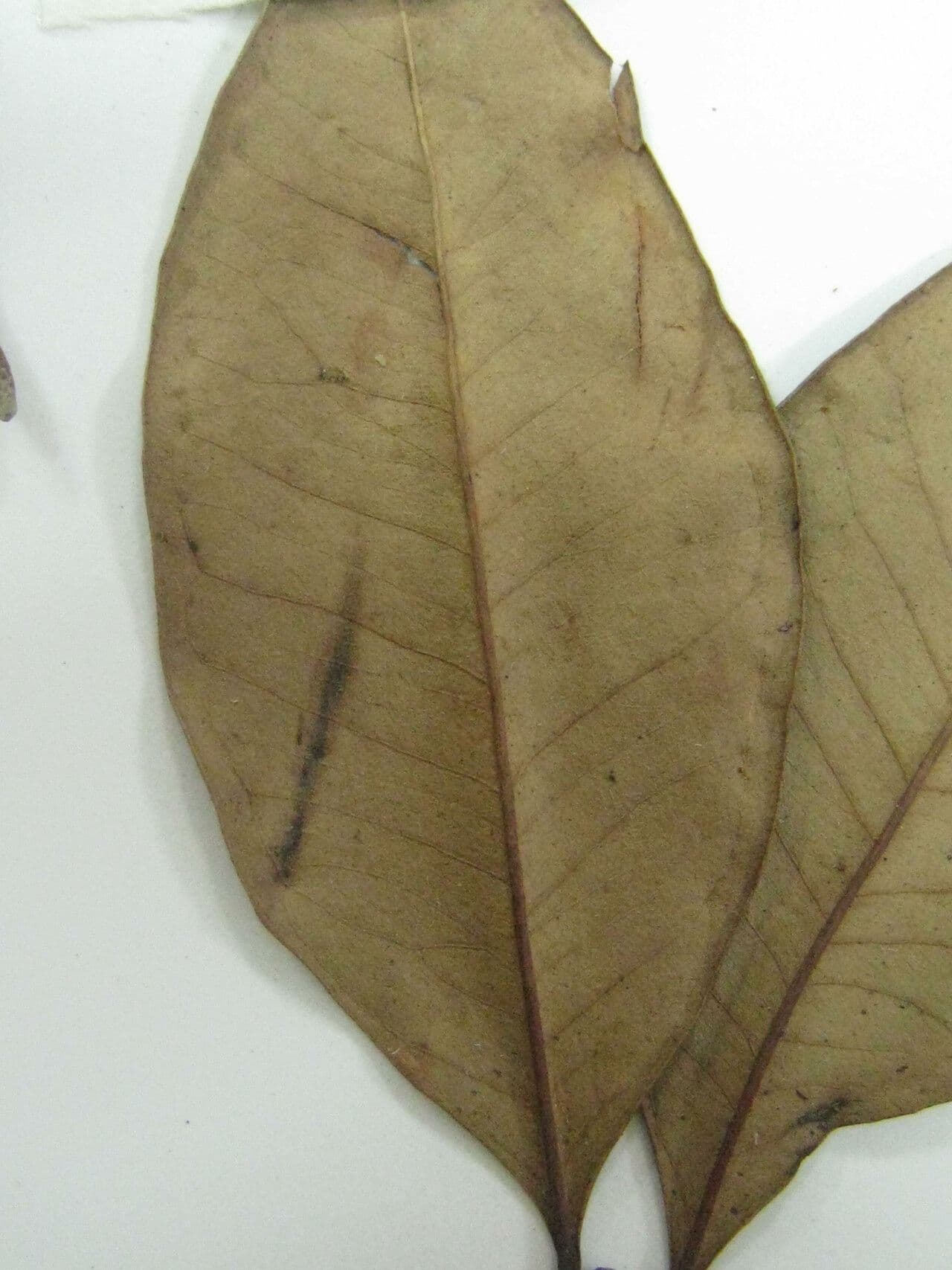 Eugenia 3