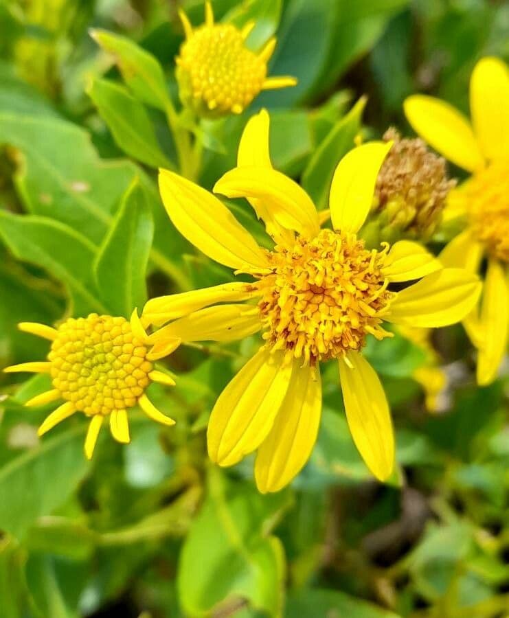 Flourensia thurifera 2