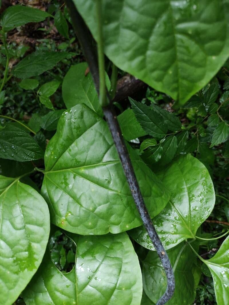 Kajep pepper 11