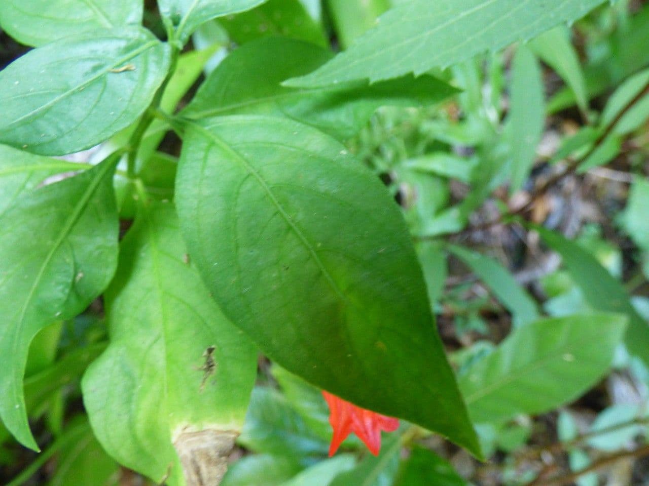 Ruellia brevifolia 12