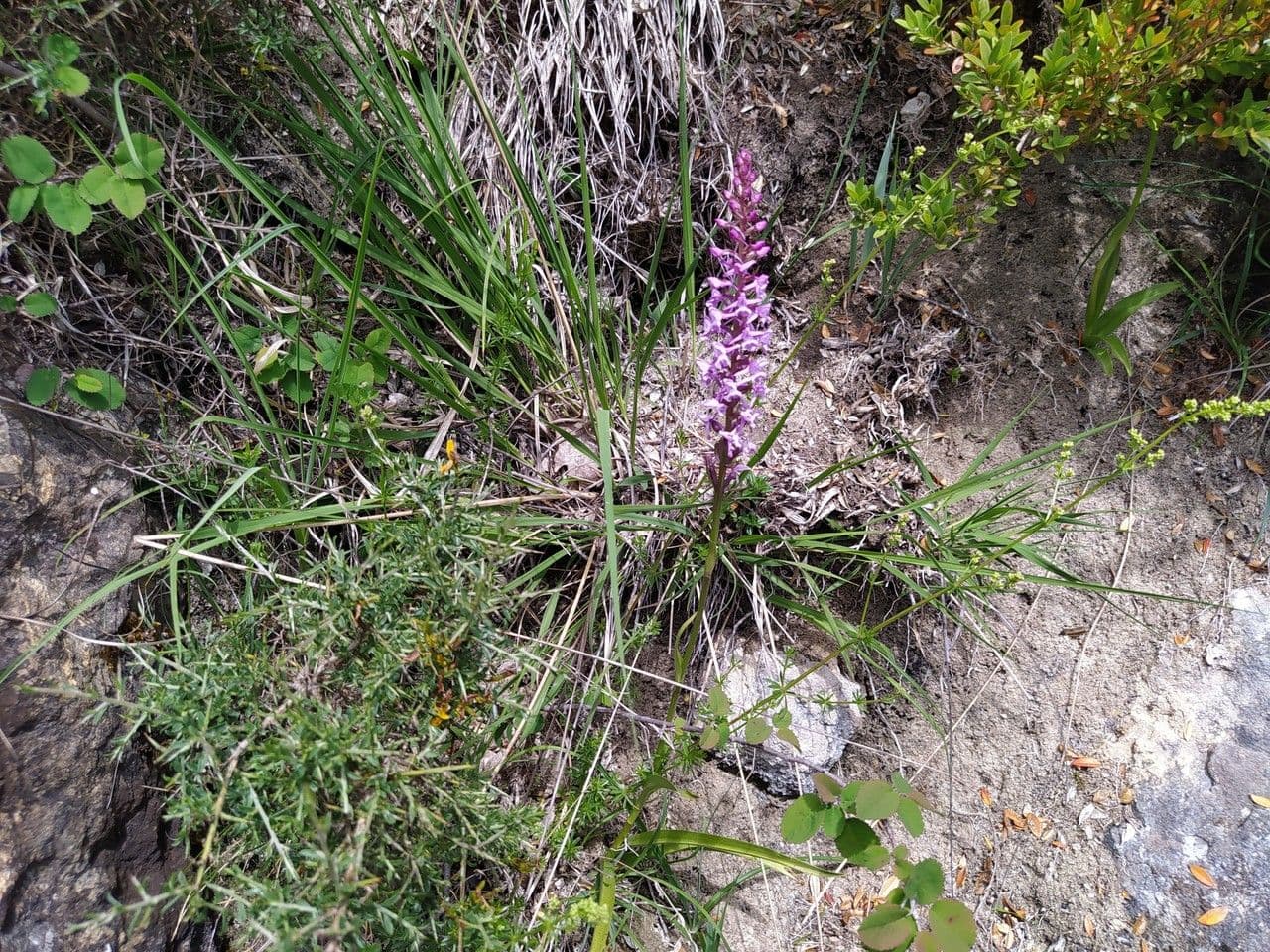 Manina rosea 25