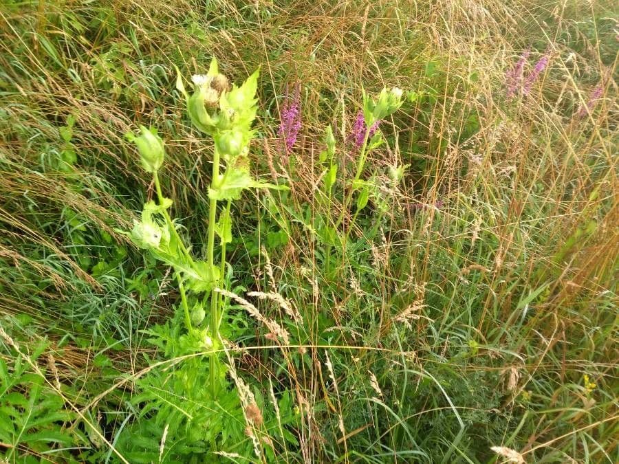 Kohldistel 3