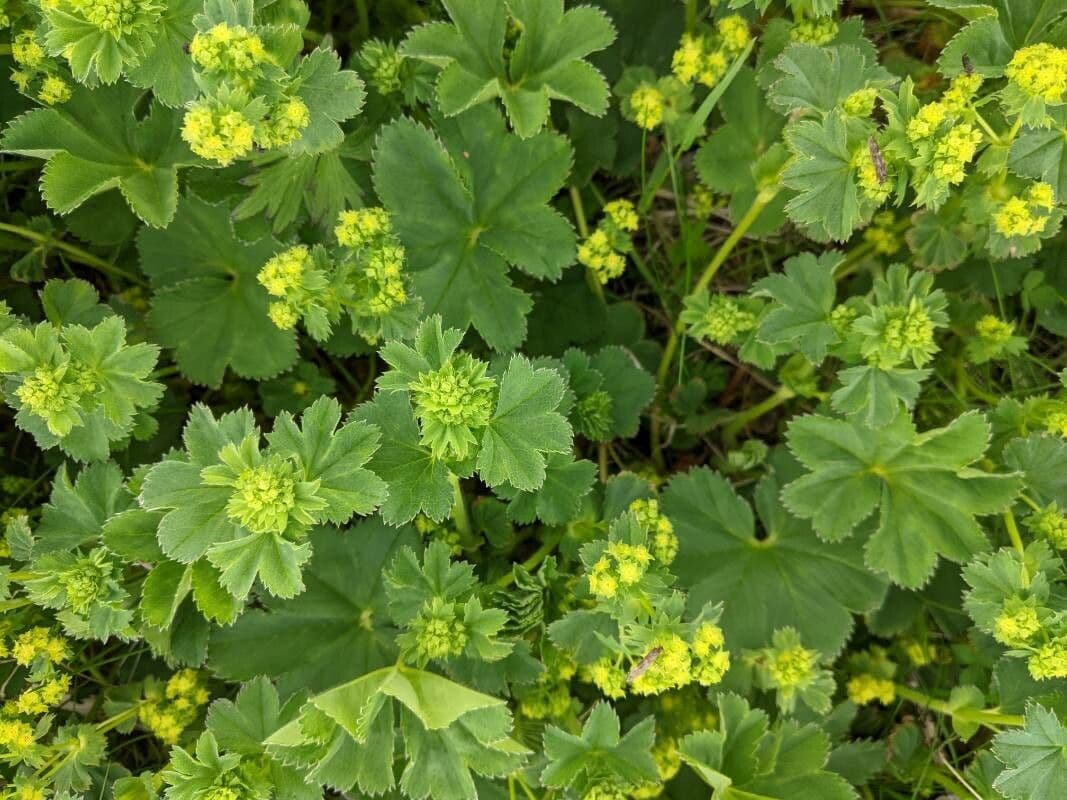 Alchemilla 10