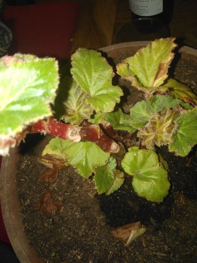 Begonia 15