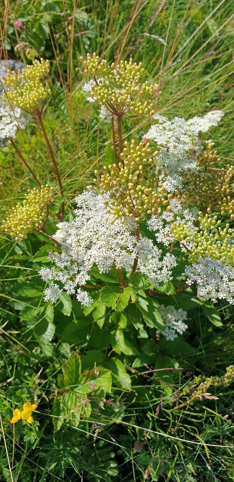 Ligusticum scoticum 9