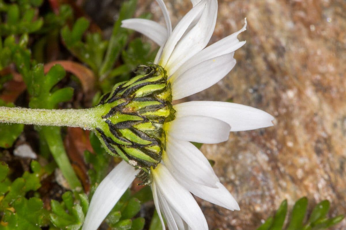 Alpen-Margerite 21