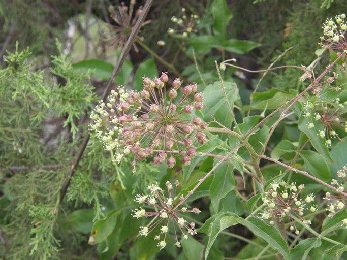 Aralia nana 2