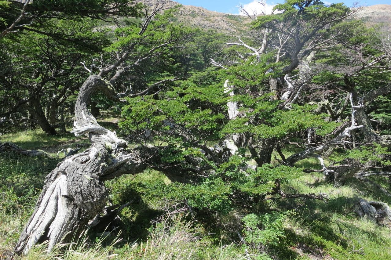 Nothofagus 24