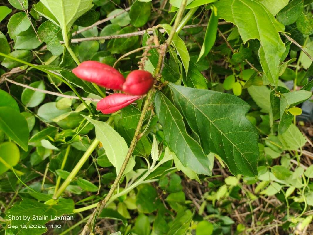 Paullinia pinnata 5