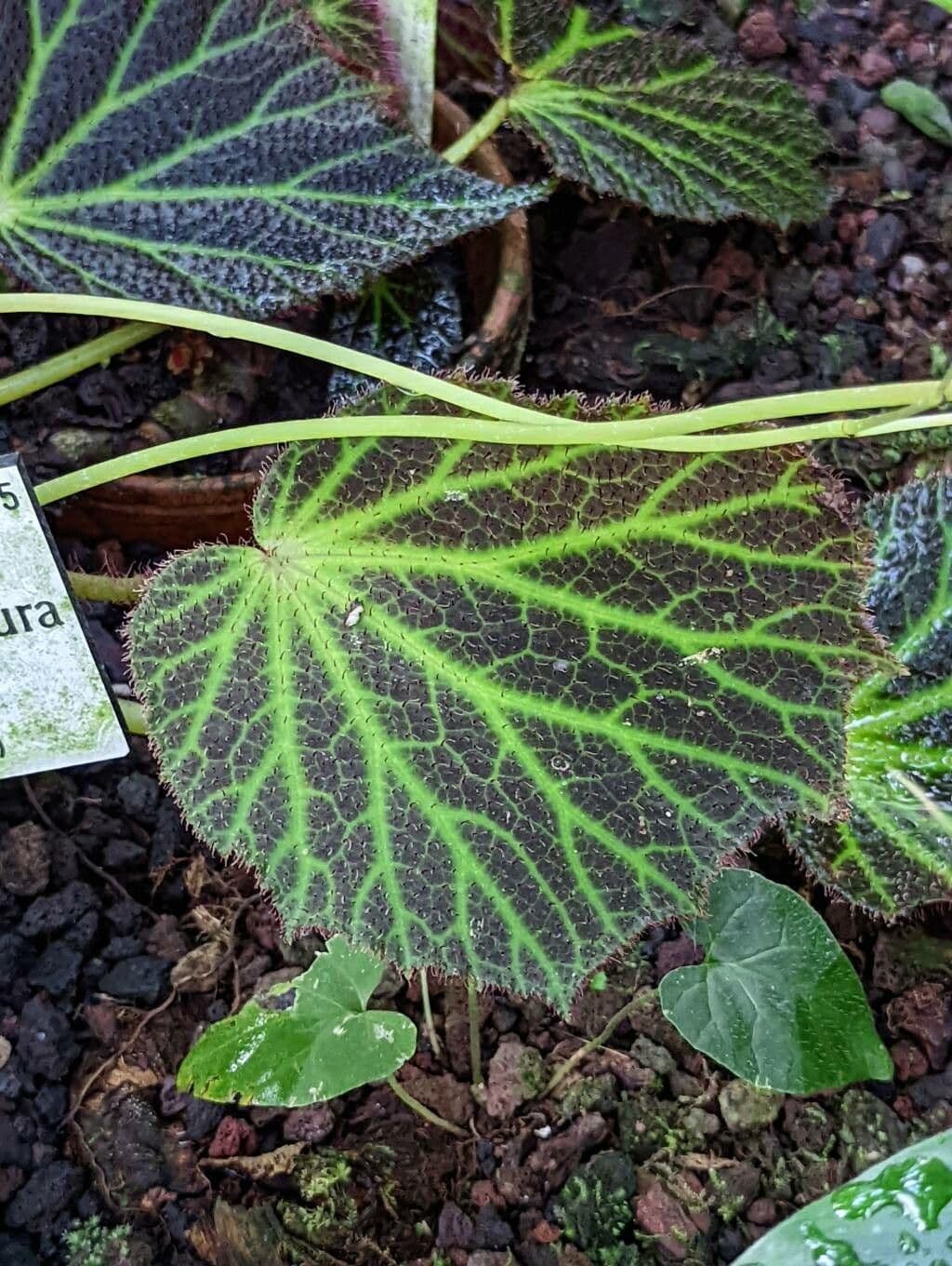 Begonia