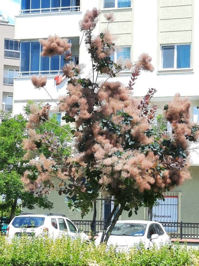 Albero dei piumini 15