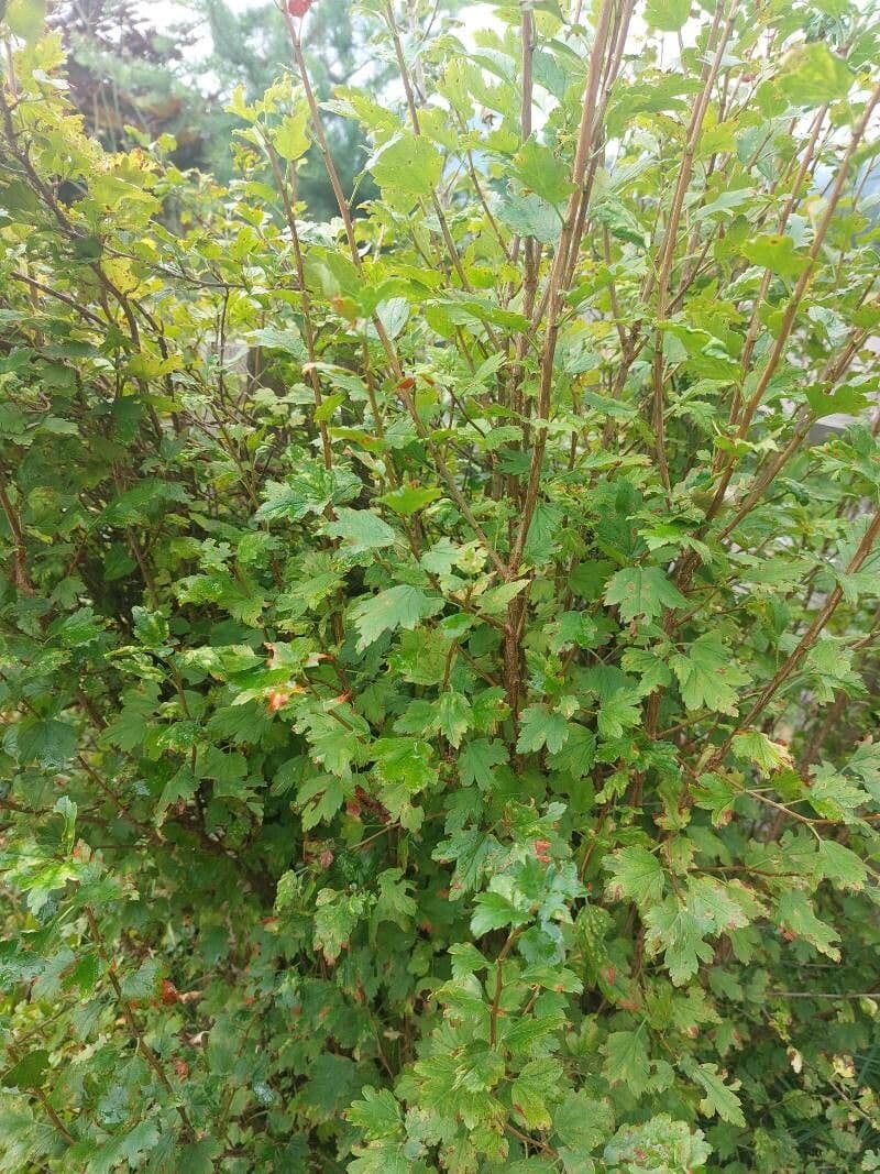 Ribes alpino 10