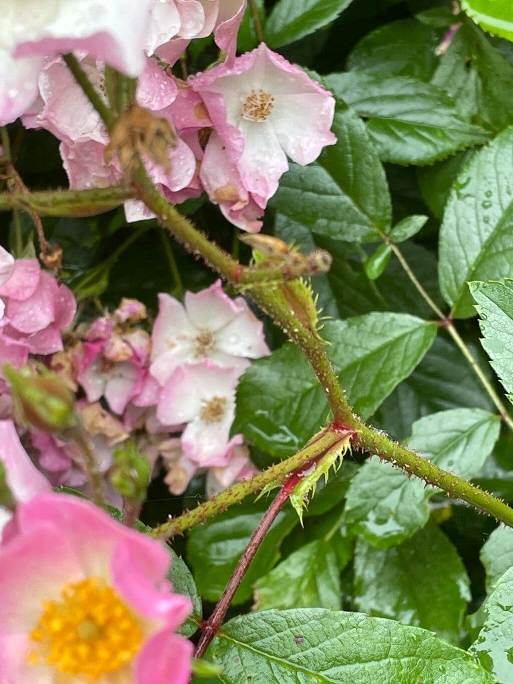 Rosa dei prati 25