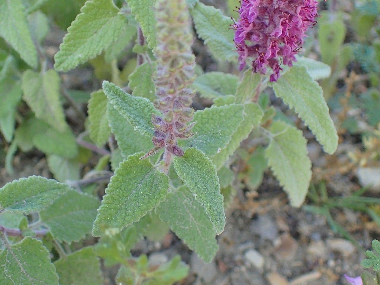 Teucrium hircanicum 9