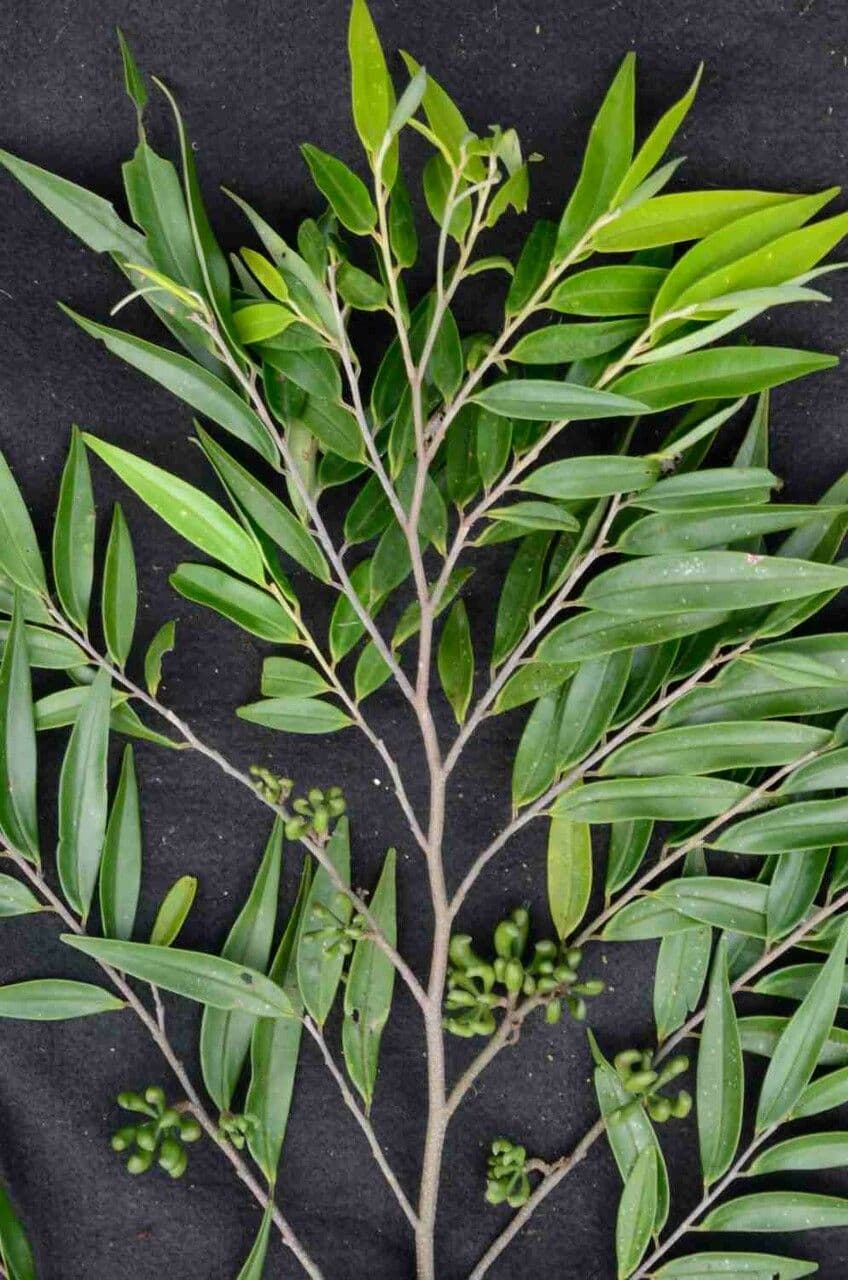 Xylopia brazylijska 3