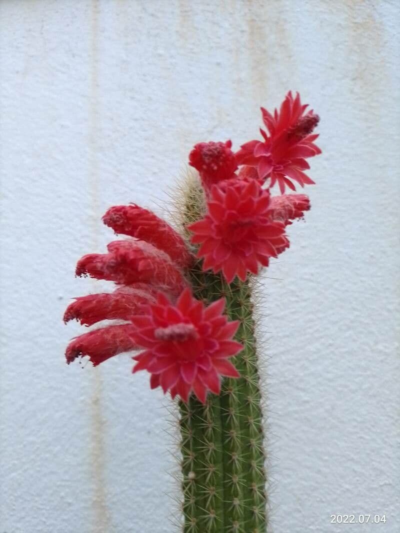 Cleistocactus 15