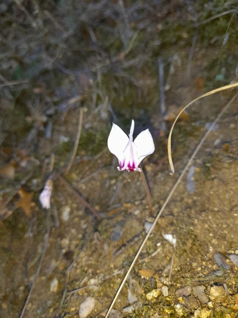 Ciclamino greco 3