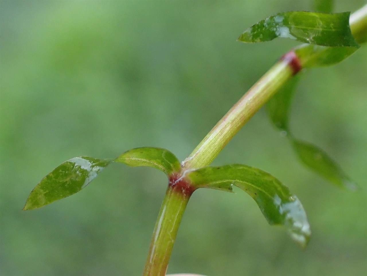 Schmalblättrige Wasserpest 14