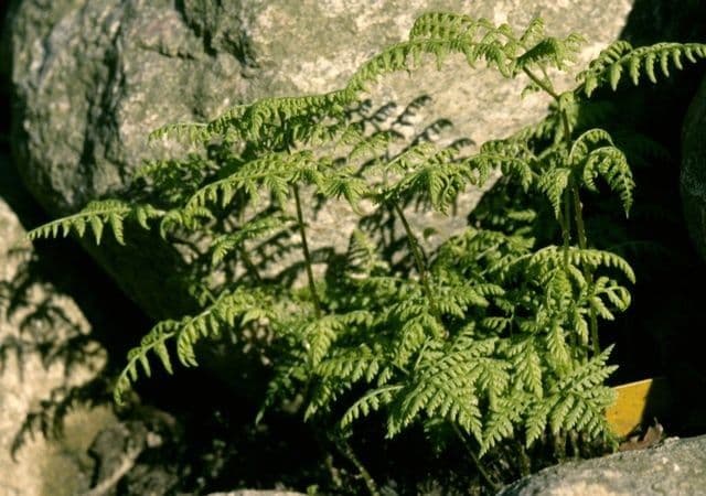 Cystopteris 5