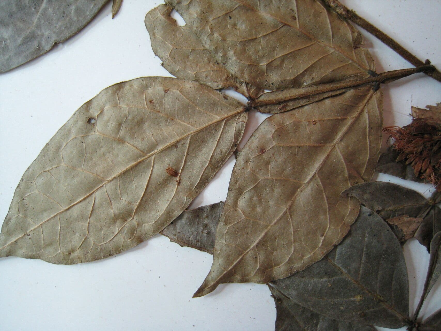 Inga auristellae 5