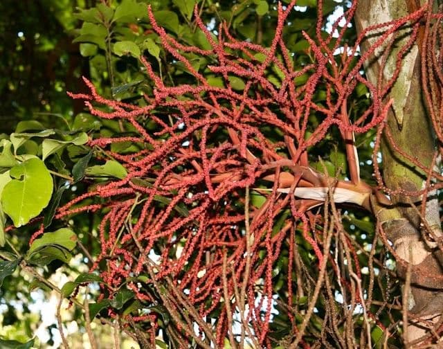 Clinosperma 9