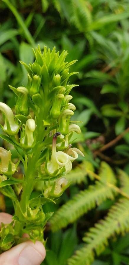 Lobelia 3